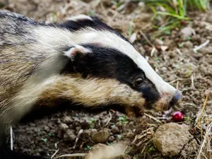 Jandarmii au fost chemaţi să alunge un bursuc dintr-o gospodărie/FOTO: unsplash.com