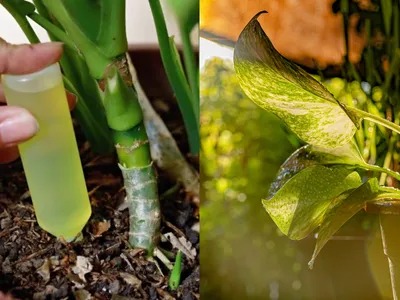 Îngrășământul de casă considerat „aur verde” care revigorează florile și le ajută să crească - Foto: Istock / imagine cu rol ilustrativ