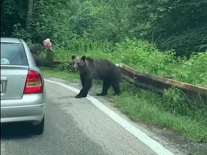 Ce amenzi riscă cei care hrănesc urșii pe Transfăgărășan? Turiștii vor fi amendați de două ori - Foto: Turnulsfatului.ro