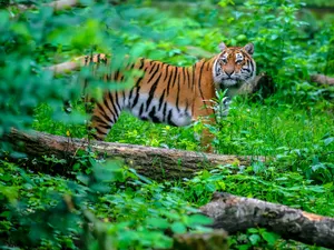 An negru pentru tigrii din India: 126 de mamifere au decedat în 2021. / Foto: mymodernmet.com