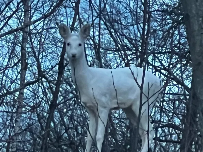 FOTO Un animal rar a fost surprins de jandarmii montani din Brașov: „O întâlnire remarcabilă” - Foto: Facebook/ Jandarmeria Brașov