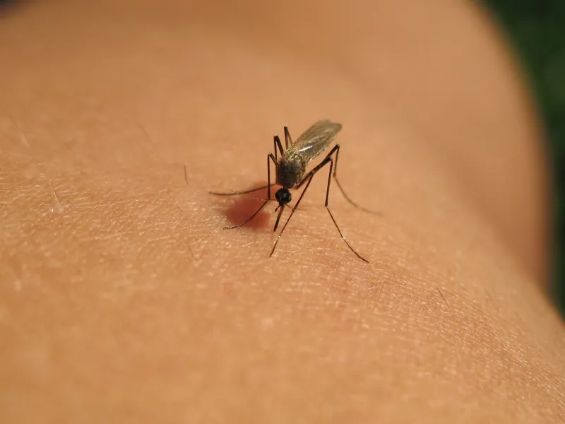 Țara iubită de români în care oamenii mor pe capete din cauza virusului West Nile. Unde se întâmplă? - Foto: Getty / imagine rol ilustrativ