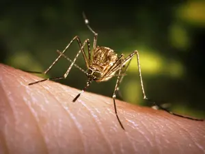 Primul caz de West Nile din acest sezon în România/Foto: pe.com