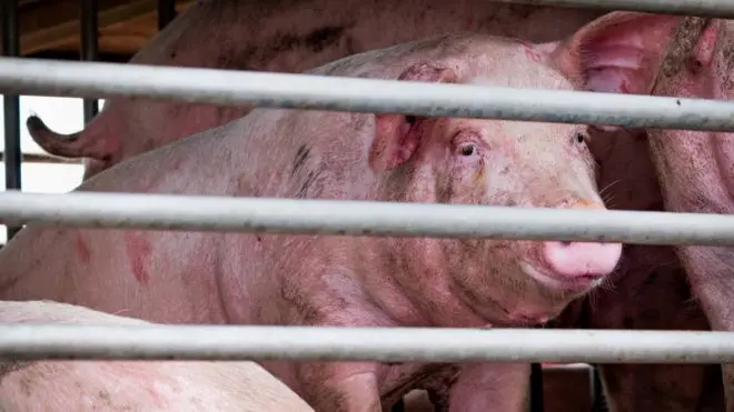 Noua gripă ar putea trece de la porci la oameni/FOTO: bbc.com