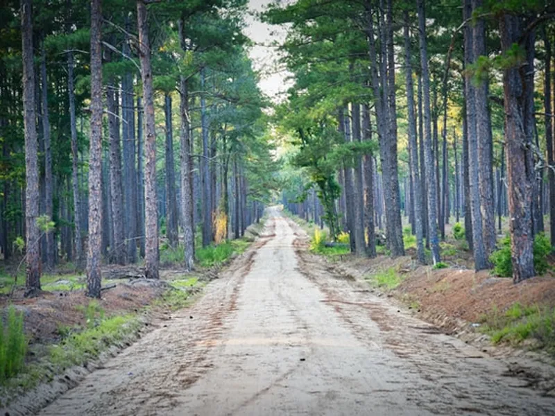 Cîţu În România nu mai trebuie să avem, în secolul 21, drumuri de pământ/FOTO: Unsplash