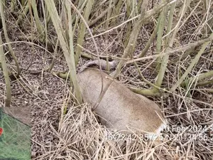 De ce au murit zeci de căprioare. A fost deschis şi un dosar penal pentru asta - Foto: IGPR