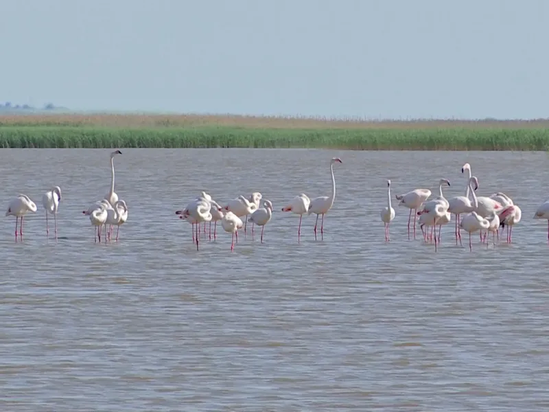 Scene exotice pe plaja Mării Negre. Mai multe păsări Flamingo au fost văzute în Eforie Foto: captură video Observator