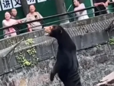 Ursul de la o Zoo din China, care seamănă cu un om. Oficialii susțin că nu e fake - Foto: captură video