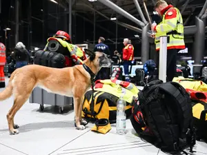 Câini de salvare - Foto: Profimedia