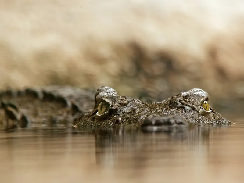 Cum arată cel mai rar crocodil din lume - Foto: Pixabay.com - cu rol ilustrativ