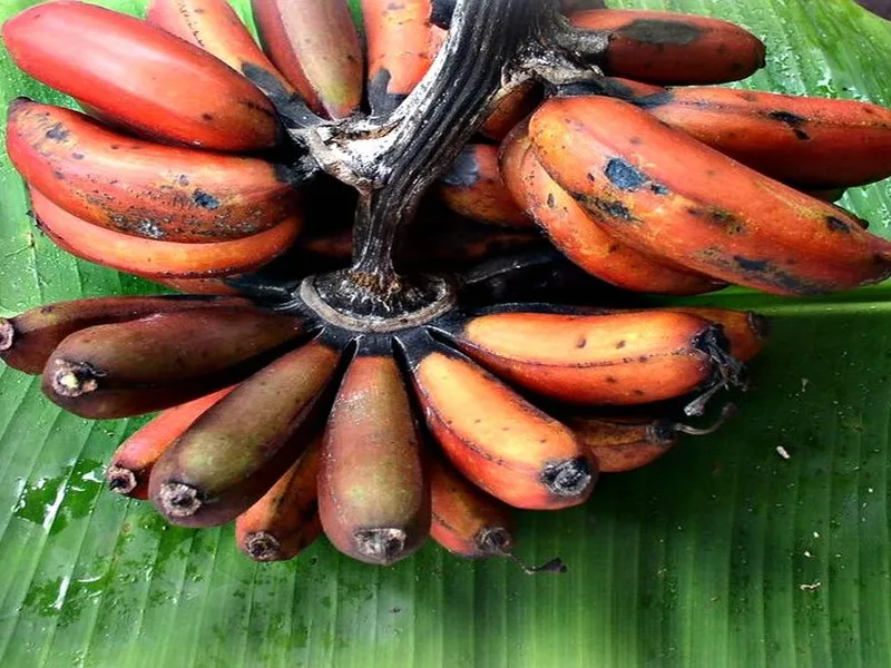 În lume sunt 1.000 de soiuri de banane, dar oamenii mănâncă doar dintr-unul. Care e motivul? - Foto: Flickr/Richard Parker - banane tumbaga de Indonezia