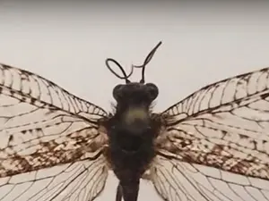 VIDEO O insectă gigantică din protoistorie zbura printr-un supermarket - Foto: captură video YouTube/ABC 7 Chicago