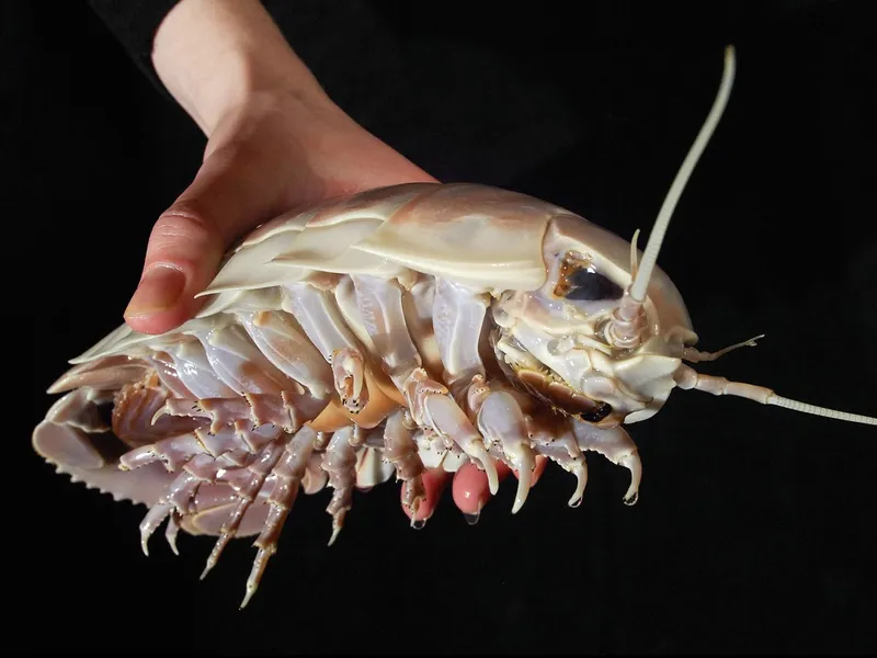 Conform unui client, carnea izopodelor seamănă la gust cu cea de crab şi de homar, cu o textură densă şi puţin gumată - Foto: Profimedia Images