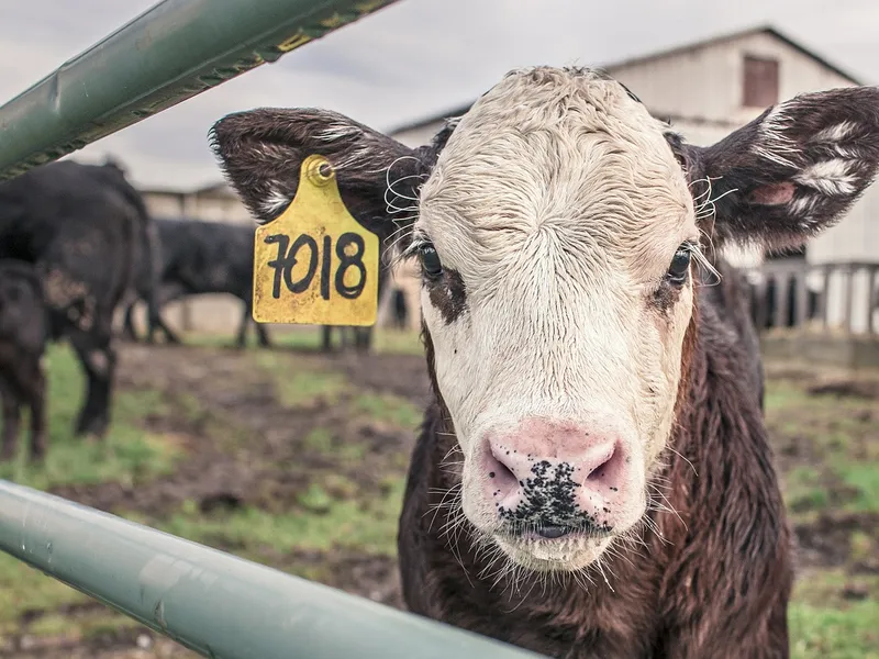 Crescătorii de animale vor primi bani de la stat pentru compensarea pierderilor din ultimii doi ani/FOTO: Pixabay