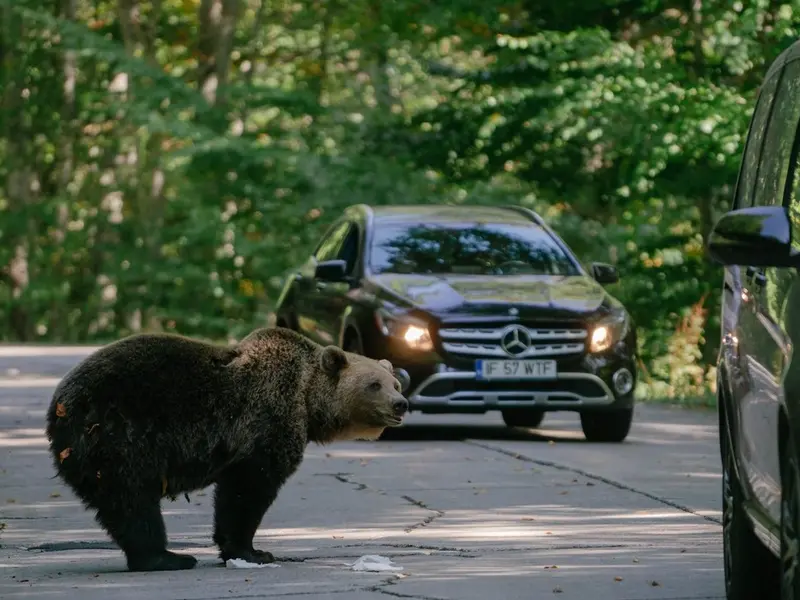 Amendă pentru un om cu un copil în brațe, pe Transfăgărășan. Cu ce a greșit? Situația a degenerat - Foto: Profimedia(imagine cu rol ilustrativ)