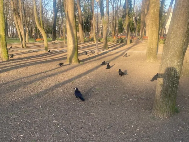 Atmosferă stranie în parcul Copou din Iași. Ciorile au pus stăpânire pe zona de relaxare/FOTO: ziaruldeiasi.ro