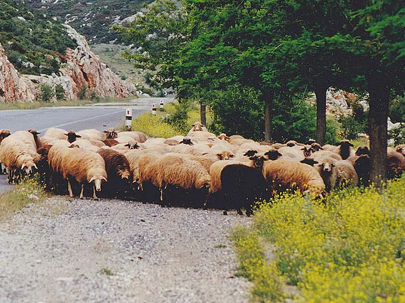 O turmă de oi din Grecia - Foto: Wikimedia/Peter van der Sluijs/CC BY-SA 3.0 - imagine cu caracter ilustrativ