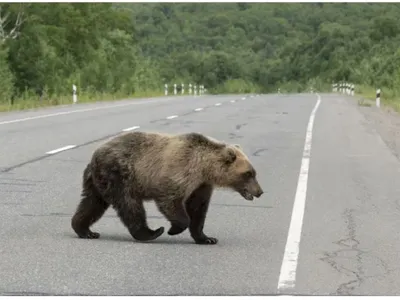 Alertă urs-Foto: infomures