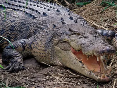 Sfârsit terifiant pentru o femeie mâncată de vie de un crocodil uriaș: Doar picioarele se mai vedeau - Foto: Profimedia images - Caracter ilustrativ