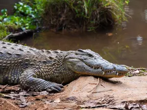 Crocodil - Foto: Profimedia