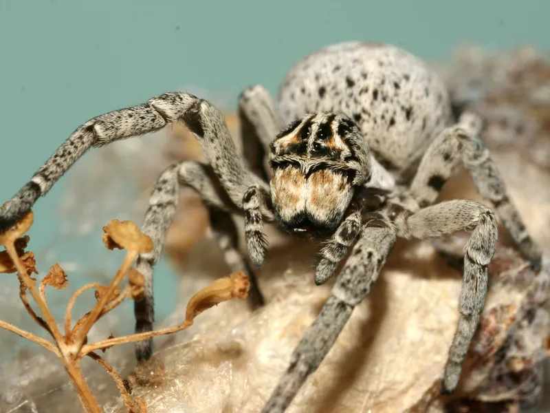 Animal sinucigaș - Foto: biolib.cz