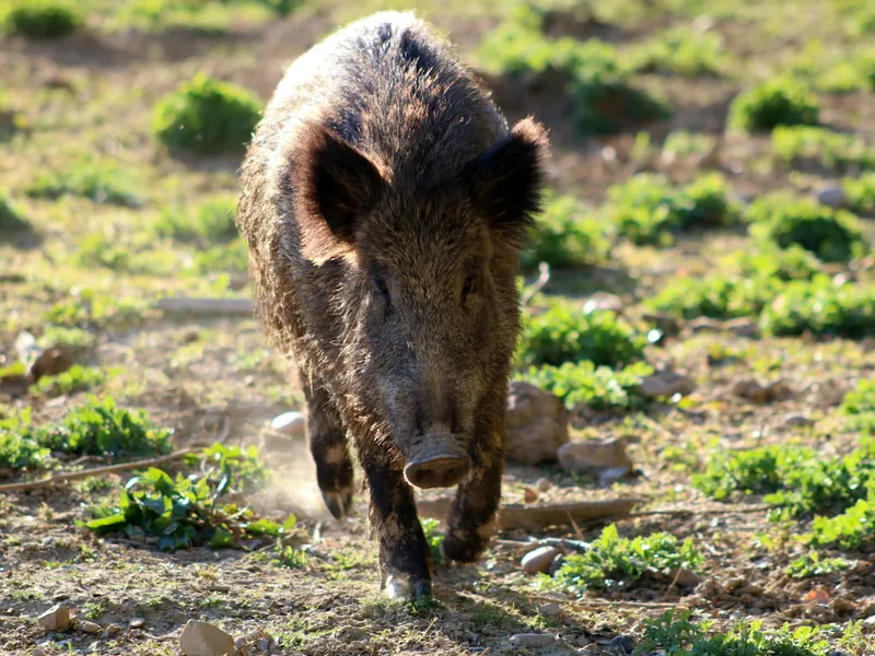 Victima unui mistreț se luptă pentru viață. Cum a reușit o femeie să scape din colții animalului Foto: Pexels (fotografie cu caracter ilustrativ)