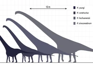 Gargantuan. Chinezii au descoperit scheletul dinozaurului cu cel mai lung gât din lume - Foto: Wikimedia/Steveoc 86/CC BY-SA 3.0