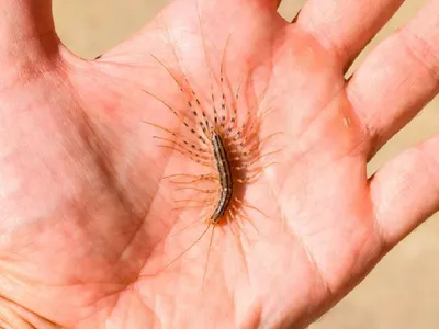 O insectă ciudată și înfricoșătoare se răspândește tot mai mult. Are gheare otrăvitoare - Foto: 24garten.de