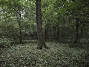 De ce devine Pădurea Băneasa arie naturală protejată? Cine deţine acum domeniul acesta? - Foto: INQUAM PHOTOS/Octav Ganea