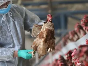 Franța a ridicat nivelul de alertă. Virusul gripei aviare, H5N8, se extinde în Europa. / Foto: stirilekanald.ro