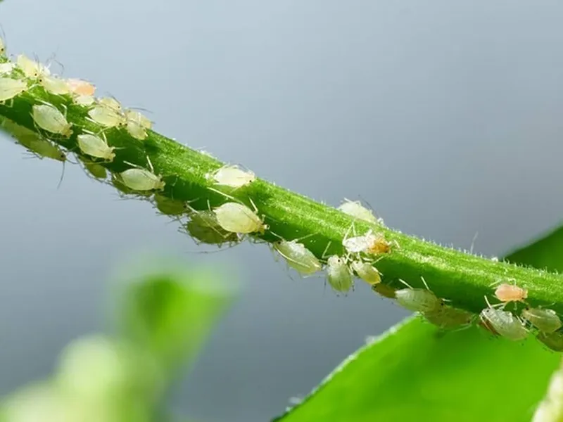 Nici insecticide, nici îngrășăminte: trucul simplu de a pune capăt afidelor de pe plante - Foto: Istock / imagine cu rol ilustrativ