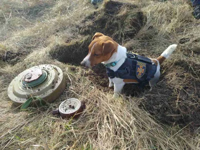 VIDEO Un câine, care a adulmecat sute de bombe și mine rusești, decorat de președintele Zelenski / Profimedia