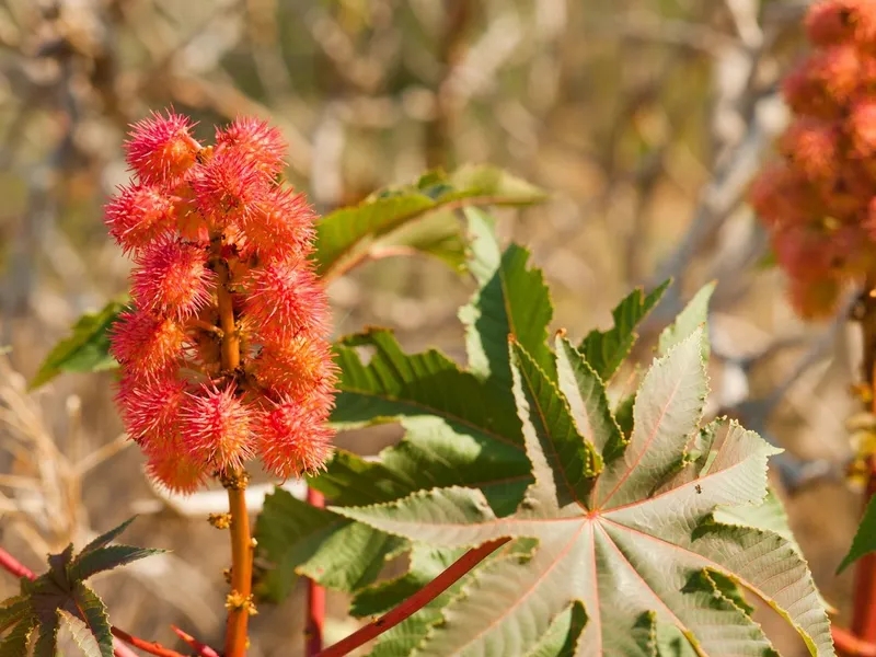 Ricinus - Foto: Profimedia