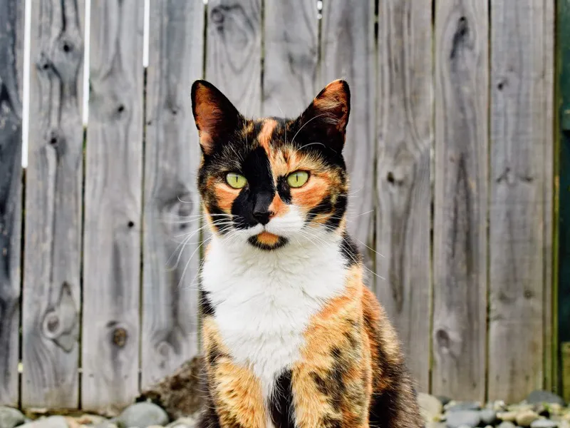 Pisicile Calico ajută la înțelegerea geneticii umane-Foto: Veterinario