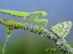 Insectă - Foto: Profimedia