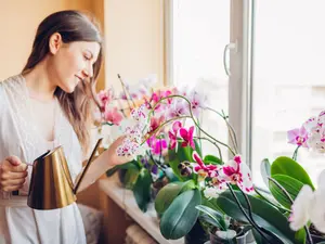 Când trebuie aduse florile în casă în sezonul rece? Care sunt cele mai sensibile plante? - Foto: Istock / imagine cu rol ilustrativ