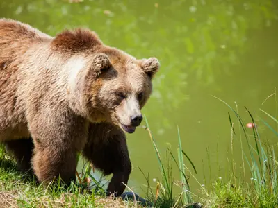 Parc din Pitești, evacuat după ce a fost semnalată prezența unui urs. Animalul nu a fost găsit - Foto: Pexels.com (Imagine cu caracter ilustrativ)