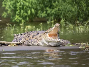 Un bărbat a sfârșit într-un mod brutal după ce a fost ucis de un crocodil. A ignorat avertismentele - FOTO: Pixabay