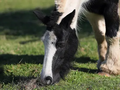 Cum se descurcă proprietarii de animale din Iași pe caniculă? - Foto: INQUAM PHOTOS/Stefan Constantin