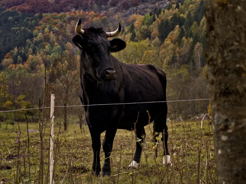 Un bărbat din Neamț a fost rănit grav de un taur. A făcut pe toreadorul și a ajuns la spital - Foto: Freepik.ro (Imagine cu caracter ilustrativ)