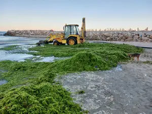 Vacanță pe Litoral: Plajele îngropate de alge, apa mării „supă de alge”. Pute! Ce spun Apele Române - Foto: Facebook/Apele Romane Dobrogea-Litoral