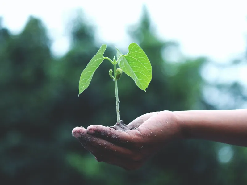 Vor fi plantați arbori și arbuști în capitală- Foto: PEXELS PHOTOS/Akil Mazumder