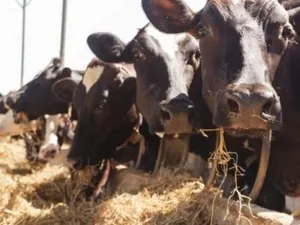 Dosarele X: unde au dispărut 100.000 de vaci din judeţul Iaşi?/FOTO: ziaruldeiasi.ro