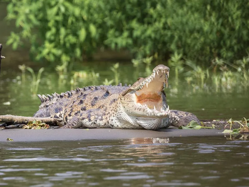 Un bărbat a sfârșit într-un mod brutal după ce a fost ucis de un crocodil. A ignorat avertismentele - FOTO: Pixabay