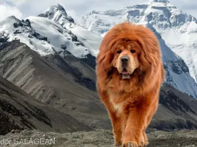 Mastiff tibetan - Foto: Tudor Sălăgean