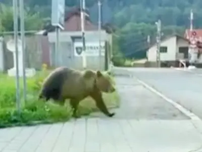 Copil rănit la mână în timp ce încerca să hrănească un urs la barajul Vidraru. În ce stare este? - Foto: ProTv / imagine rol ilustrativ