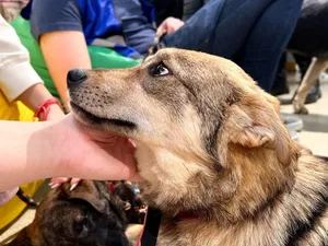 Primăria Capitalei va construi un Centru pentru Urgenţe Veterinare, Adopţii şi Educaţie - Foto: Facebook/Nicușor Dan - cu rol ilustrativ