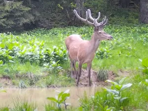 Cerb surprins la „scăldat” în Munții Apuseni. Se pregătea pentru boncănitul anual - Foto: Captură video/ Imagine cu caracter ilustrativ