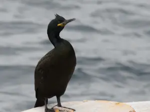 Cormoranul moțat/FOTO: sor.ro