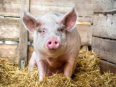 Alertă sanitară la granița României! Anunț pentru cei care au vaci, porci și capre. Ce se întâmplă? - Foto: Profimedia Images (imagine cu rol ilustrativ)